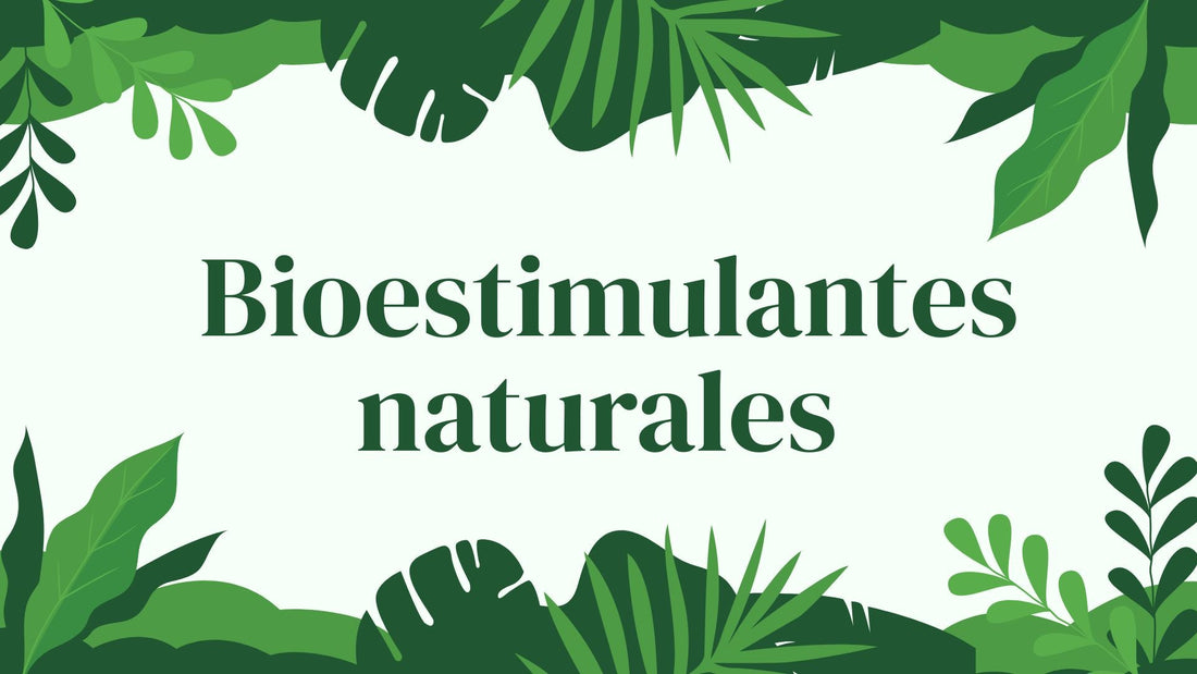 Bioestimulantes naturales para floración y resistencia de ornamentales