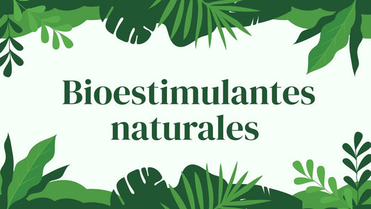 Bioestimulantes naturales para floración y resistencia de ornamentales