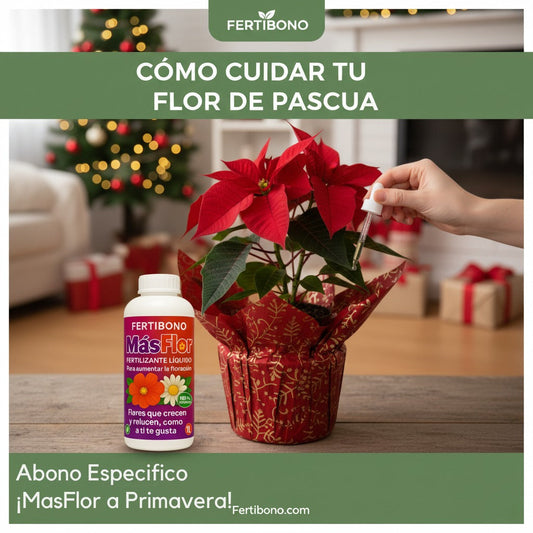 Cómo Cuidar la Flor de Pascua