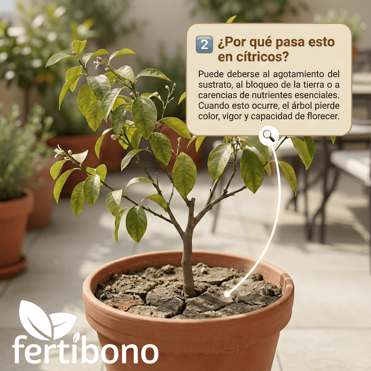 Abono Citricos CitriPlus Fertibono 750 ml listo para usar | Pulverización foliar para limonero y naranjo | Ayuda a mantener hojas verdes, floración y fruto