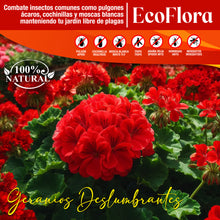FERTIBONO EcoFlora - Fórmula Premium para Flores: Jabón Potásico, Abono y Extractos Naturales (750ml), Cuida y Protege tus Plantas de Interior y Exterior contra Plagas, Pulgón, Ácaros,Cochinilla,Taladro