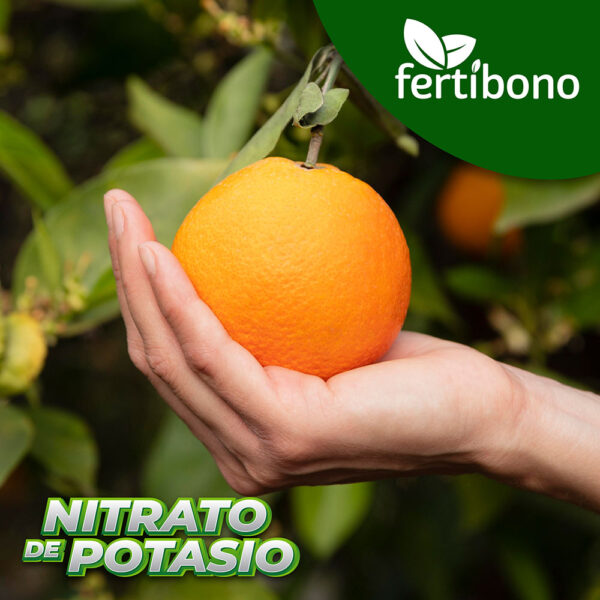 Mejorar frutales, citricos, naranjos, limones, abono citricos y frutales